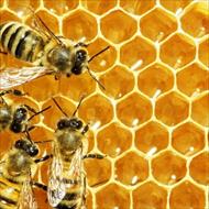 پاورپوینت درمورد تولید مثل و تشکیلات کندوی  زنبور عسل