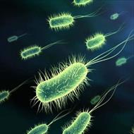 تحقیق درمورد باکتری ها