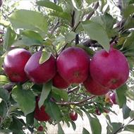 طرح احداث باغ سیب 20 هکتار به صورت آبیاری قطره ای    